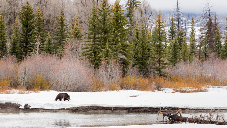 Grizzly Bear Along River