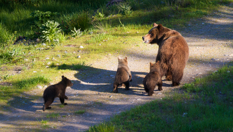 Grizzly Bear #399 And Cubs