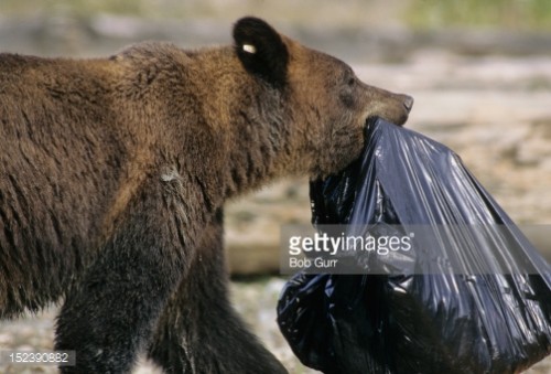 Bear Trash Bag