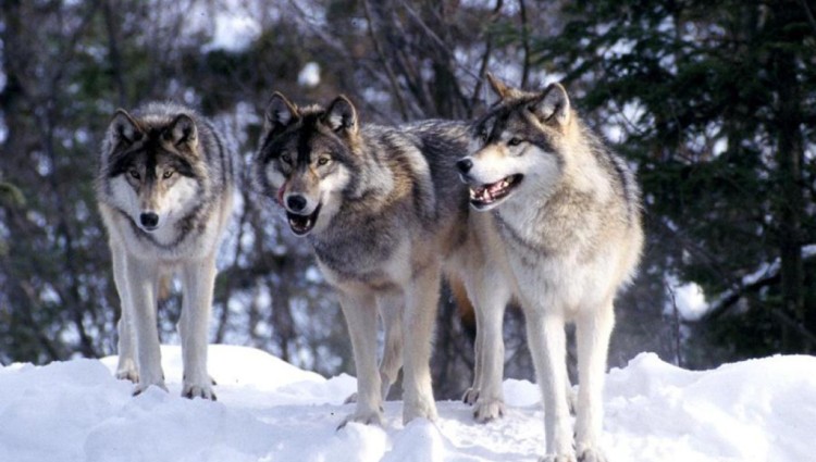 Wolves 1024x640