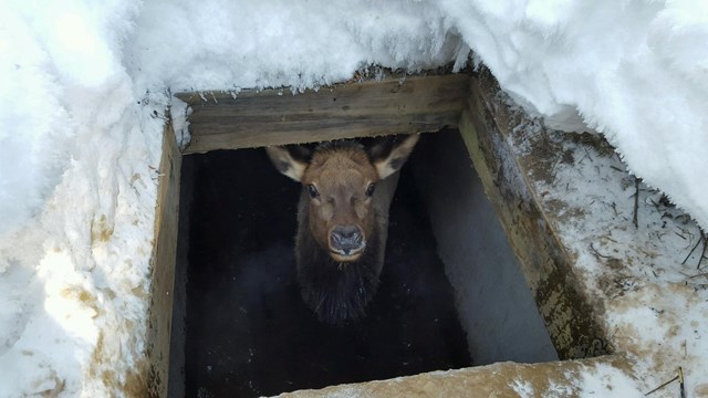 Elk In Cistern