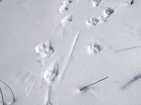 Wolf Tracks Image