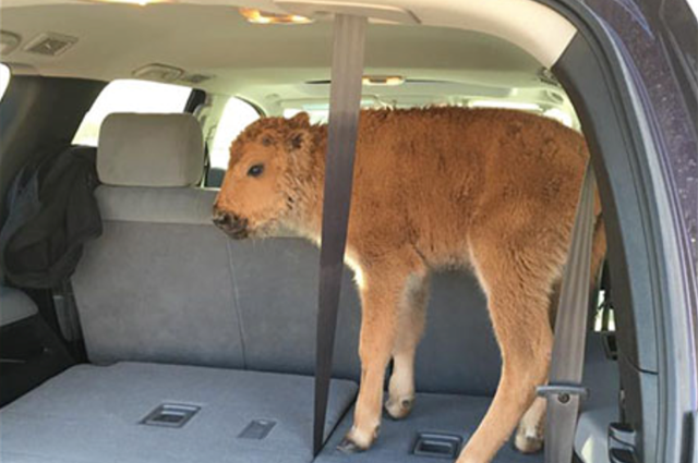 Baby Bison In Car