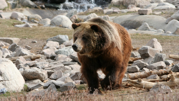 Brown Bear Yellowstone National Park Wyoming